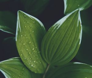 Preview wallpaper hosta, leaves, drops, wet, water