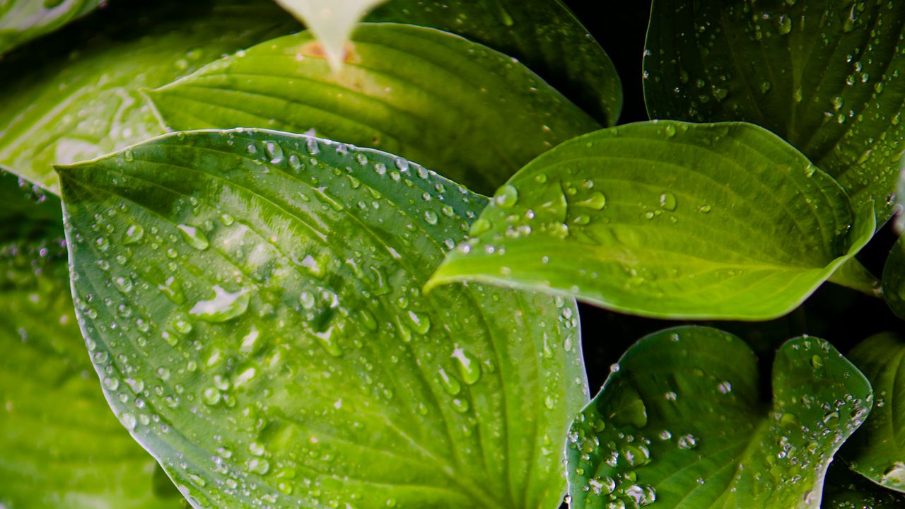 Wallpaper hosta, leaves, drops, water, plant, macro