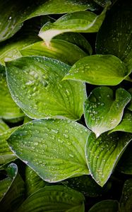 Preview wallpaper hosta, leaves, drops, water, plant, macro