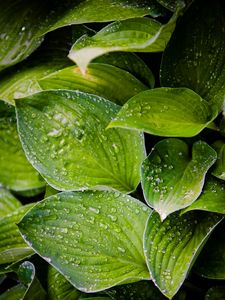 Preview wallpaper hosta, leaves, drops, water, plant, macro