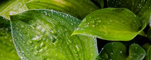 Preview wallpaper hosta, leaves, drops, water, plant, macro