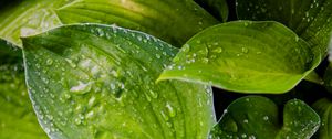 Preview wallpaper hosta, leaves, drops, water, plant, macro