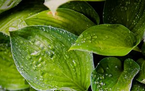 Preview wallpaper hosta, leaves, drops, water, plant, macro