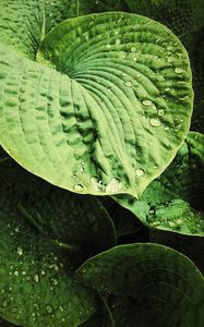 Preview wallpaper hosta, leaves, drops, relief, macro