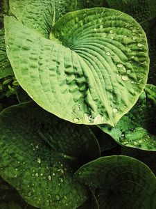 Preview wallpaper hosta, leaves, drops, relief, macro