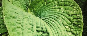 Preview wallpaper hosta, leaves, drops, relief, macro