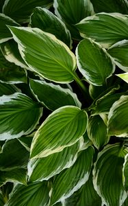 Preview wallpaper hosta, leaves, macro, plant, green
