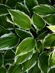 Preview wallpaper hosta, leaves, macro, plant, green