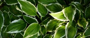 Preview wallpaper hosta, leaves, macro, plant, green