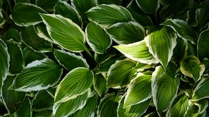 Preview wallpaper hosta, leaves, macro, plant, green