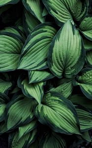 Preview wallpaper hosta, leaves, plant