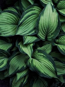Preview wallpaper hosta, leaves, plant
