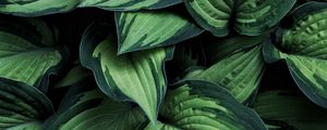 Preview wallpaper hosta, leaves, plant