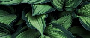 Preview wallpaper hosta, leaves, plant