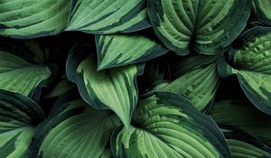 Preview wallpaper hosta, leaves, plant