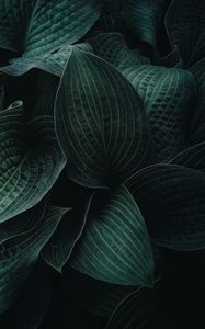 Preview wallpaper hosta, leaves, plant, veins, dark