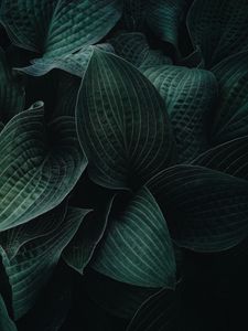 Preview wallpaper hosta, leaves, plant, veins, dark