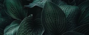 Preview wallpaper hosta, leaves, plant, veins, dark