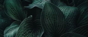 Preview wallpaper hosta, leaves, plant, veins, dark