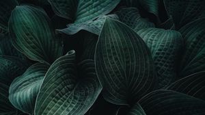 Preview wallpaper hosta, leaves, plant, veins, dark
