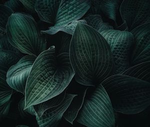 Preview wallpaper hosta, leaves, plant, veins, dark