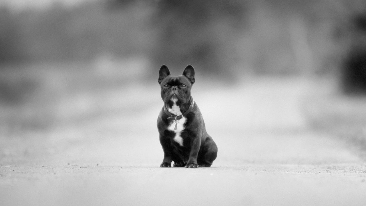 Wallpaper hound, breed, black and white, road, asphalt