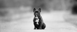 Preview wallpaper hound, breed, black and white, road, asphalt