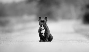 Preview wallpaper hound, breed, black and white, road, asphalt