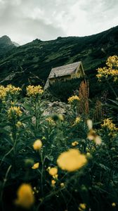 Preview wallpaper house, building, rocks, flowers, grass