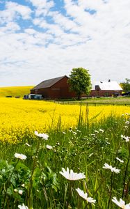 Preview wallpaper house, field, flowers, landscape