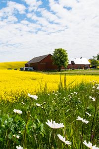 Preview wallpaper house, field, flowers, landscape