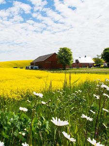 Preview wallpaper house, field, flowers, landscape
