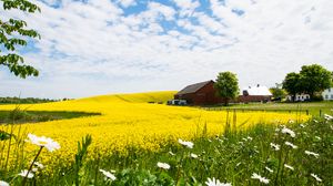 Preview wallpaper house, field, flowers, landscape