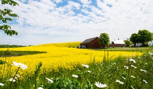 Preview wallpaper house, field, flowers, landscape