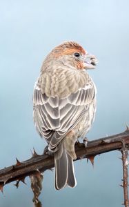 Preview wallpaper house finch, bird, beak, branch, thorns