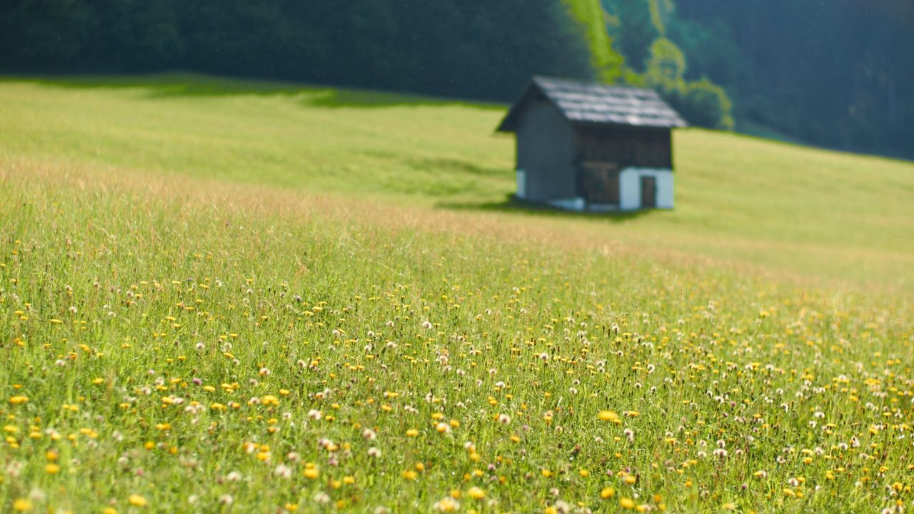 Wallpaper house, flowers, field, greens, grass