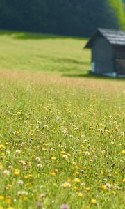 Preview wallpaper house, flowers, field, greens, grass