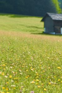 Preview wallpaper house, flowers, field, greens, grass