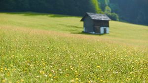 Preview wallpaper house, flowers, field, greens, grass