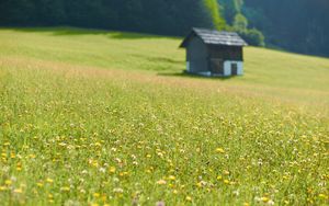 Preview wallpaper house, flowers, field, greens, grass