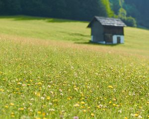 Preview wallpaper house, flowers, field, greens, grass