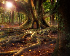 Preview wallpaper house, forest, tree, roots, fantasy