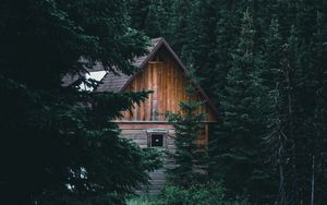 Preview wallpaper house, hut, spruce, branches, forest