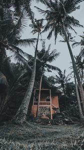 Preview wallpaper house, palm trees, tropics, nature