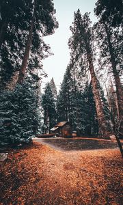 Preview wallpaper house, trees, forest, comfort, alone, nature