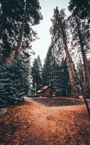 Preview wallpaper house, trees, forest, comfort, alone, nature