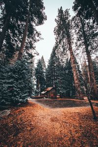 Preview wallpaper house, trees, forest, comfort, alone, nature