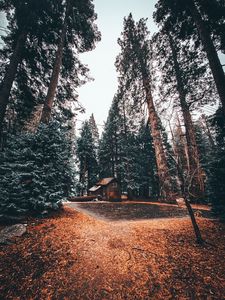 Preview wallpaper house, trees, forest, comfort, alone, nature