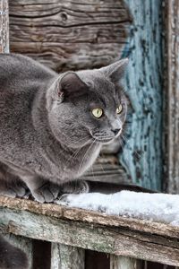 Preview wallpaper house, window, old, wood, wool, cat