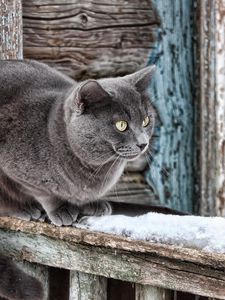 Preview wallpaper house, window, old, wood, wool, cat